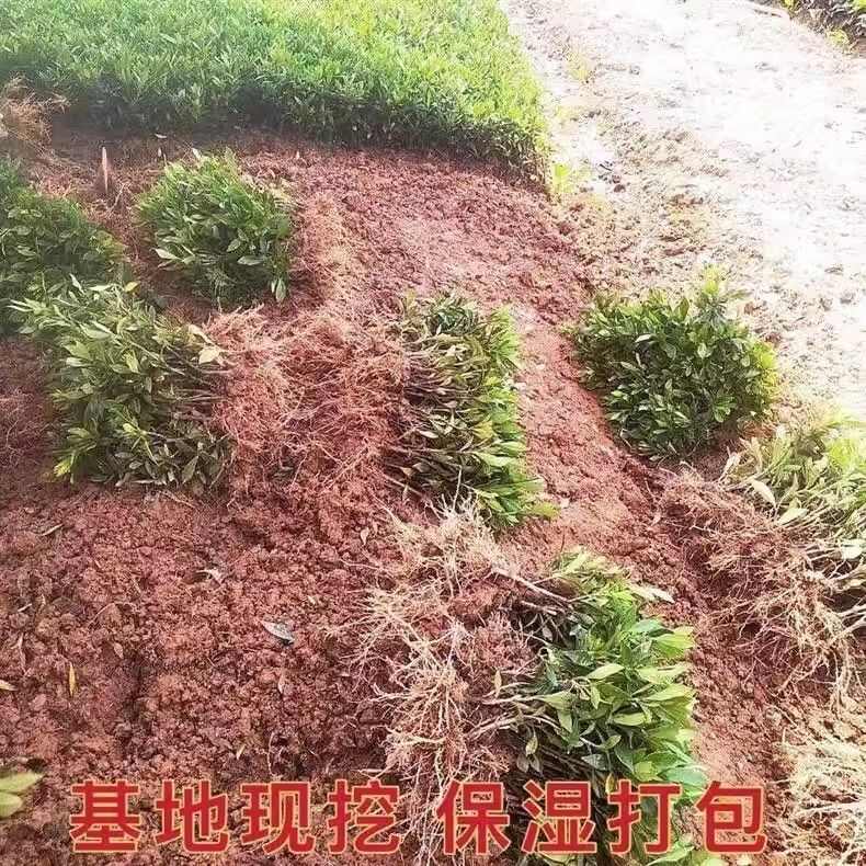 大栀子花小栀子花室内庭院绿化盆栽四季重瓣浓香型栀子花