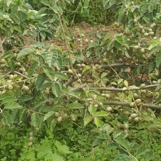 灵山县羊奶果苗
