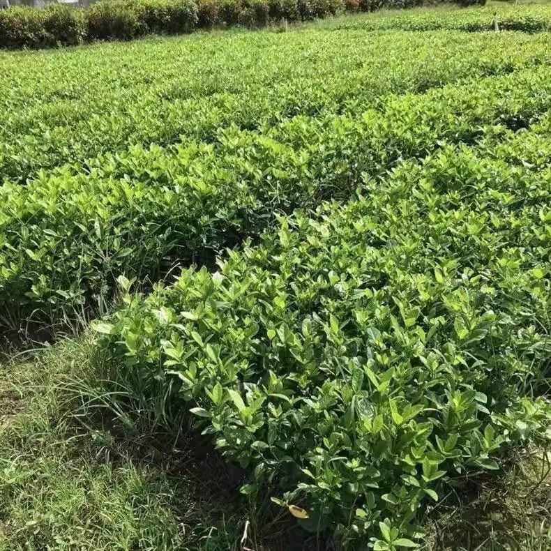 大栀子花小栀子花室内庭院绿化盆栽四季重瓣浓香型栀子花