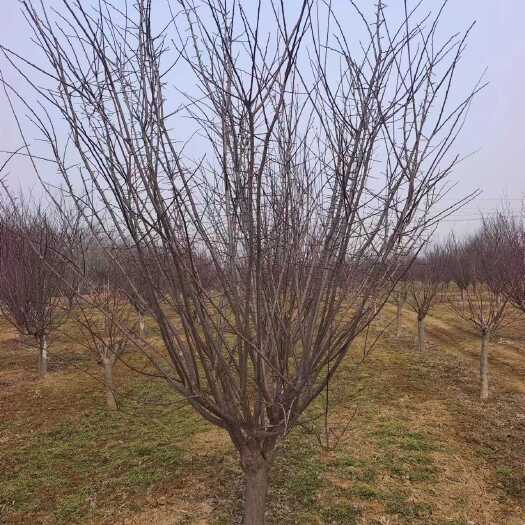 菏泽美人梅5-12公分，大量有货 可视频看 保质保量