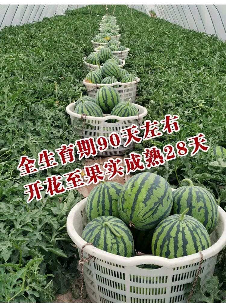 西瓜种子8424麒麟西瓜种子早熟南方新品种特大超甜西瓜子