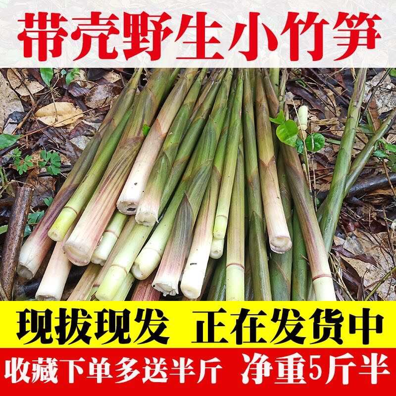新鲜野生竹笋春笋带壳小竹笋现挖天然甜笋尖嫩笋湖南手剥笋包邮