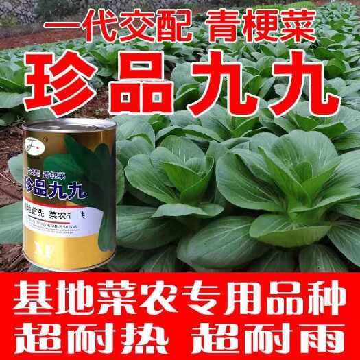 青梗菜种子油菜种籽子青菜籽种大全四季高产阳台盆栽珍品九九种孑