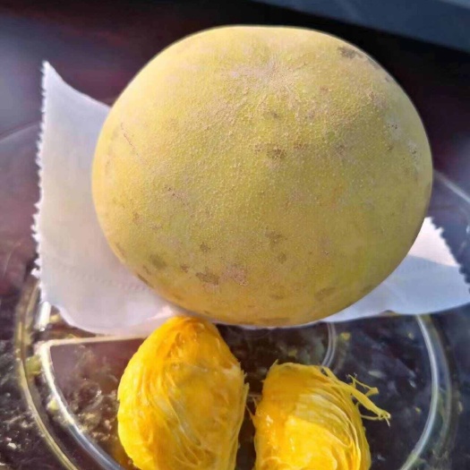 普宁市状元红白柿苗