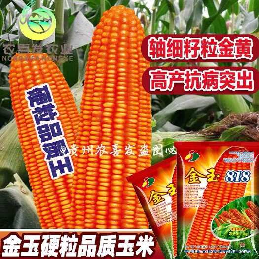 凯里市金玉818杂交玉米种子高产大棒矮杆饲料玉米种子抗旱抗倒白轴大