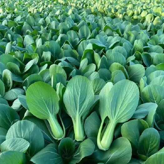山东菏泽曹县蔬菜产地直发批发代办各种绿叶蔬菜