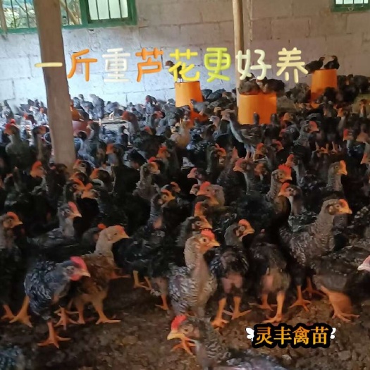 南宁脱温一斤芦花鸡，鸡群健康，可一件代发