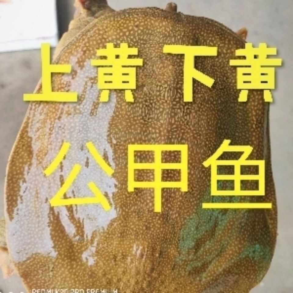 外塘青黃背黃油公甲魚(yú)