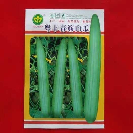 广州粤丰青筋白瓜种子10克青根白瓜优质抗病汉白玉白筋白瓜种子