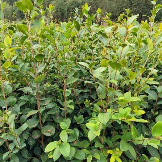 攸县油茶树苗