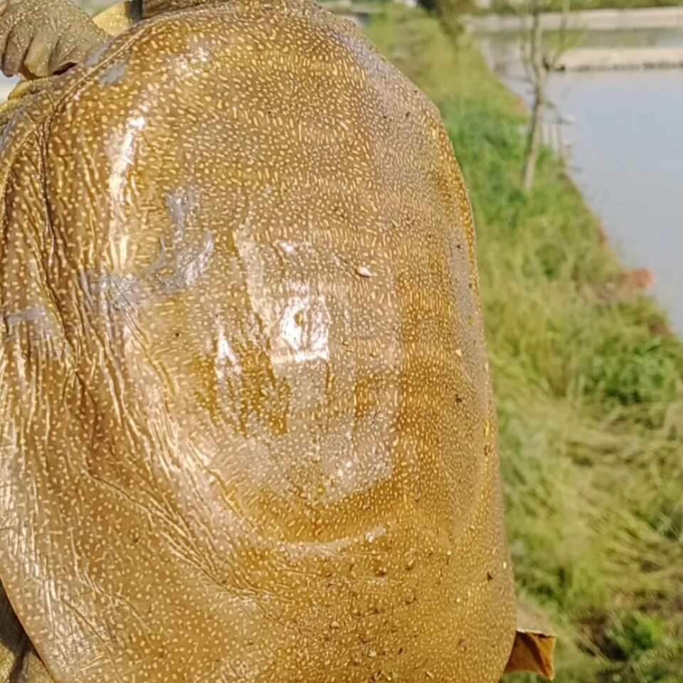 外塘青黃背黃油公甲魚(yú)