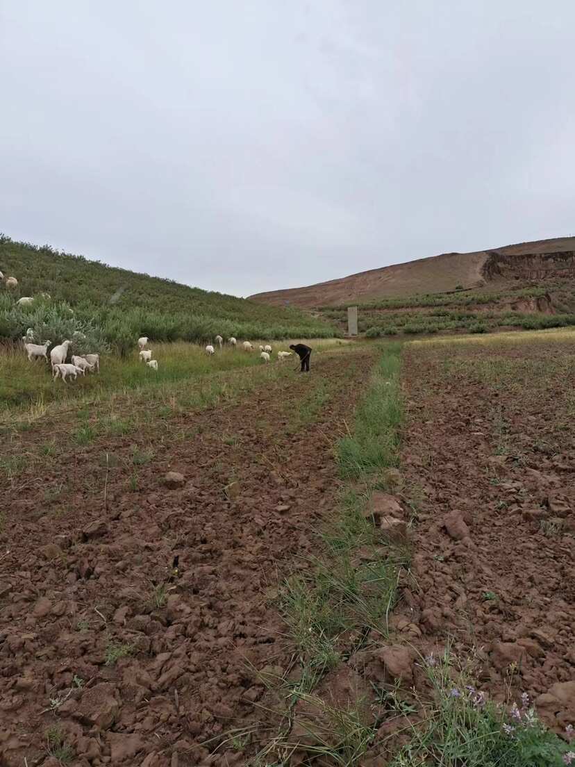 盐池恒润滩羊肉整只羔羊肉供烧烤店、火锅店、企事业单位食堂