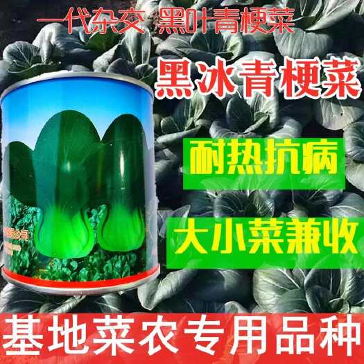 沭阳县黑冰小白菜种子青梗菜抗病抗热耐寒耐雨四季播种可盆栽小青菜种籽