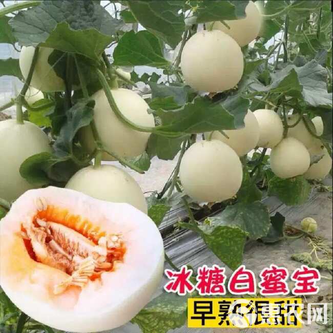 冰糖特大白沙蜜甜瓜种籽香瓜种子春夏秋冬四季阳台盆栽蔬菜孑