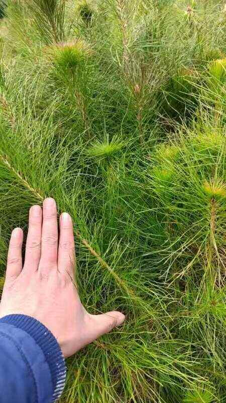 通道县马尾松杯苗