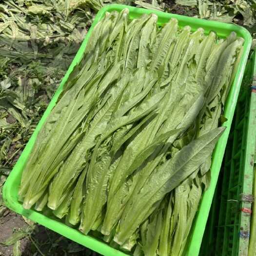 油麦菜