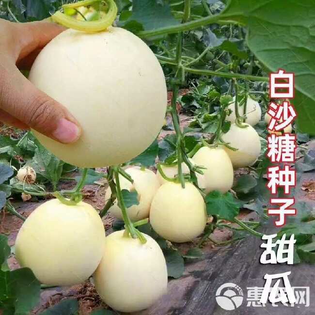 冰糖特大白沙蜜甜瓜种籽香瓜种子春夏秋冬四季阳台盆栽蔬菜孑