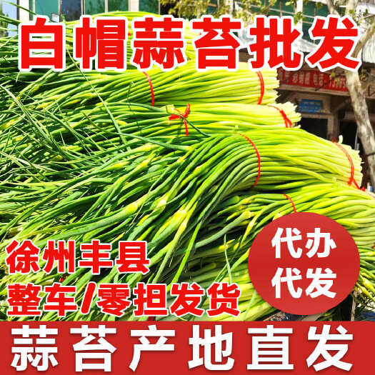 丰县2024当季蒜苔白帽蒜苔农户自种产地直发 全国发货