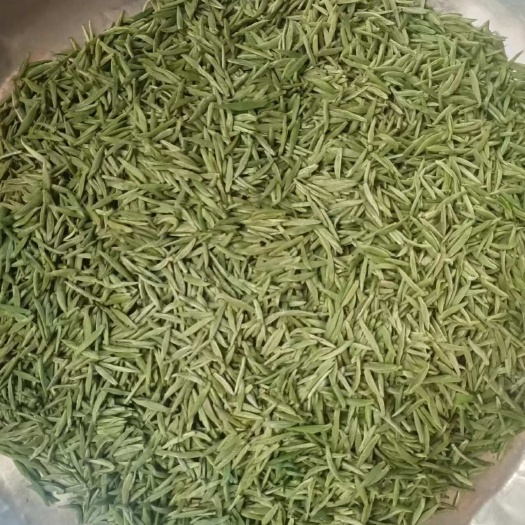 盘州市贵州茶  龙井  白茶  一芽一叶   独芽
