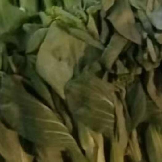  菜心