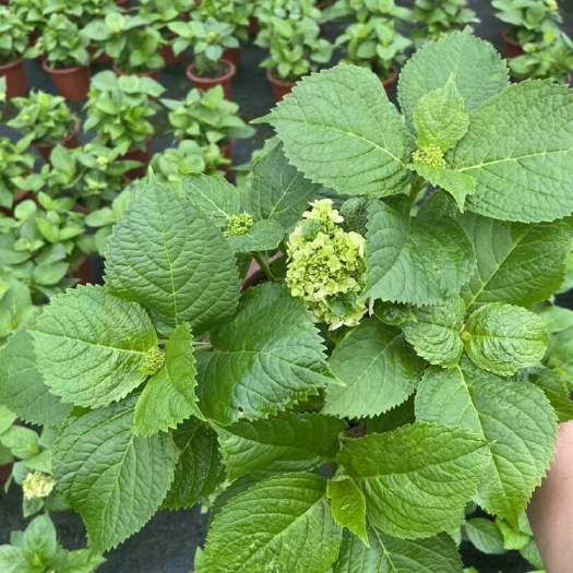 佛山绣球花