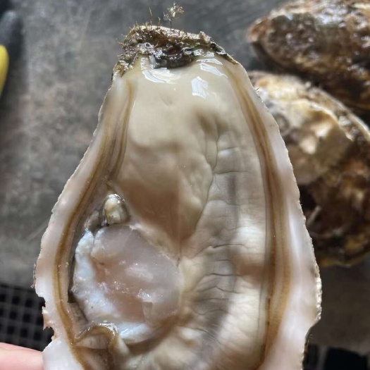 生蚝批发全国发货源头加工厂，大连精品生蚝，冷水蚝