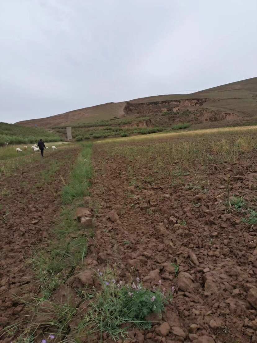 盐池恒润滩羊肉整只羔羊肉供烧烤店、火锅店、企事业单位食堂
