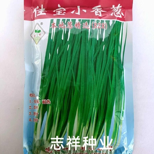 华容县范记佳宝小香葱种子828广东本地葱四季小香葱籽抗病耐热硬叶