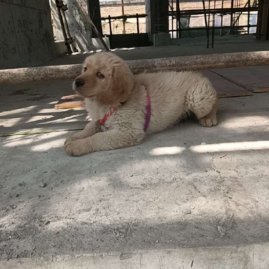  金毛犬
