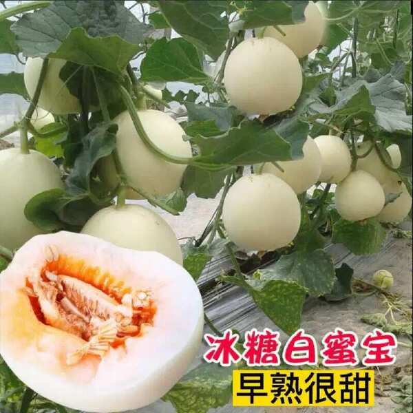 冰糖特大白沙蜜甜瓜种籽香瓜种子春夏秋冬四季阳台盆栽蔬菜孑