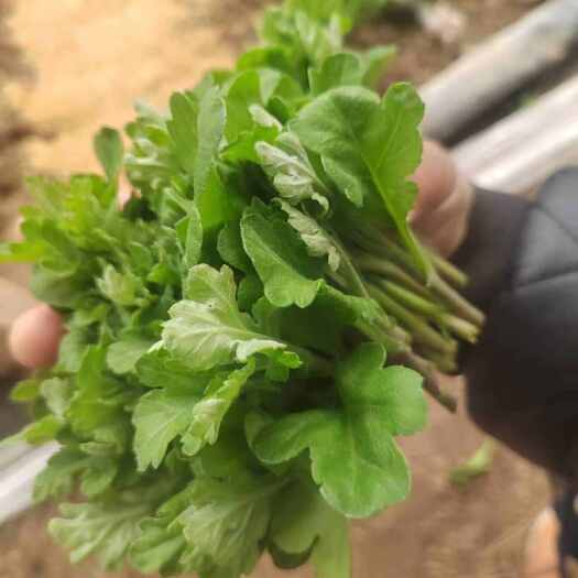 新沂市菊花苗