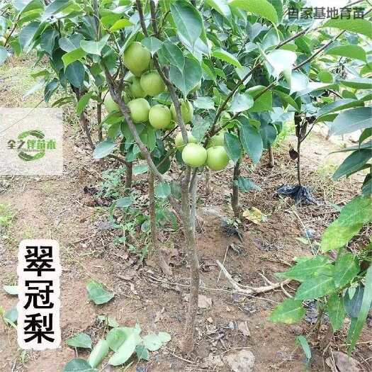 苍溪县梨树苗