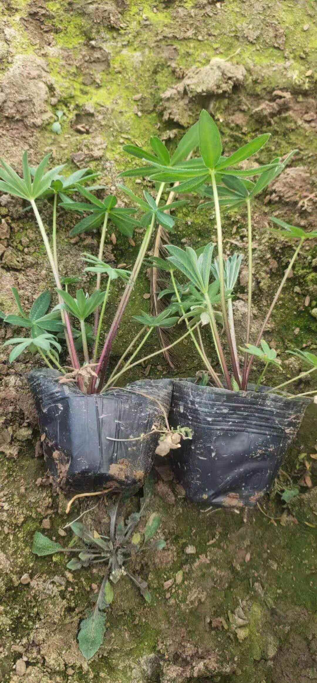 鲁冰花，羽扇豆，大盆鲁冰花，小盆鲁冰花