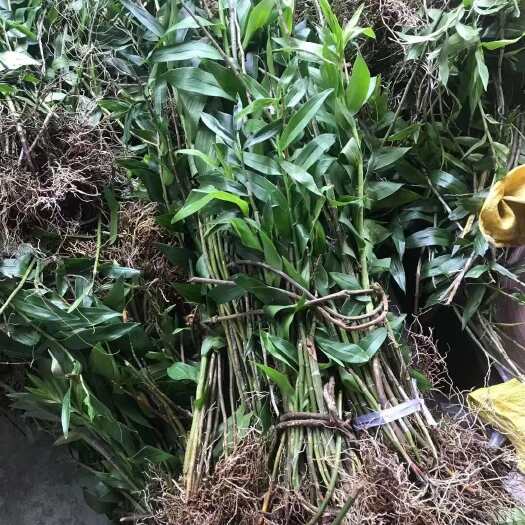 环江县马鞭石斛