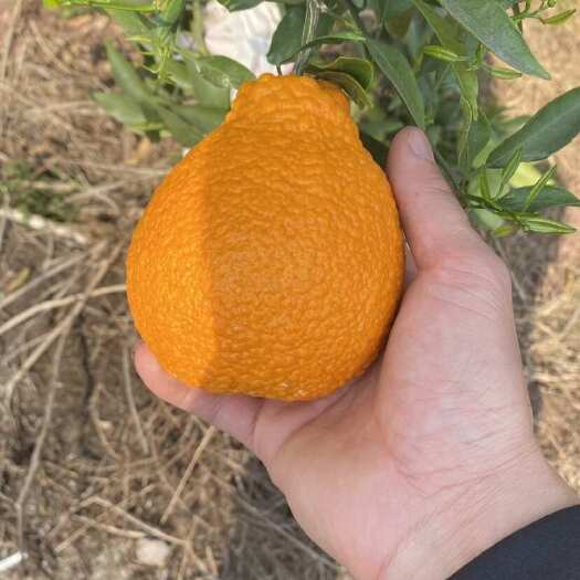 仁寿县不知火