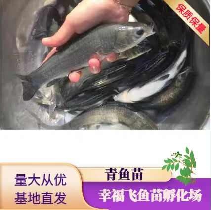 黄冈青鱼苗，螺丝青，水花，乌子，寸苗自产自销