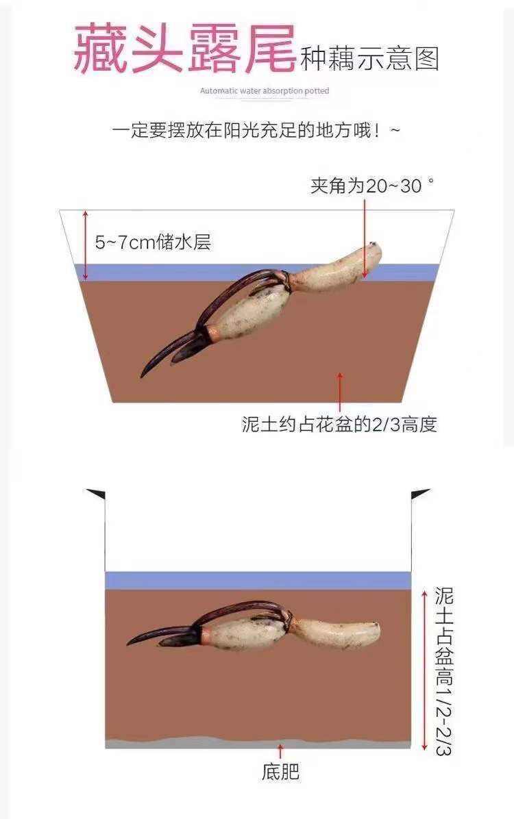 山东淄博高青黄河边的观赏荷花种苗，易存活，好管理，出花率高