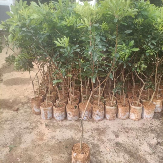 灵山县东魁杨梅