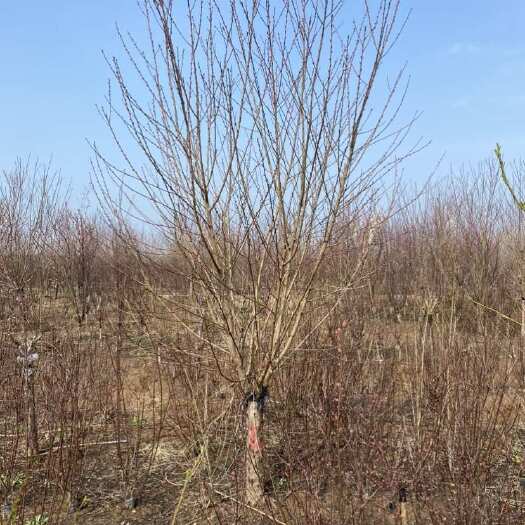 郯城县碧桃—苗圃大量现货供应