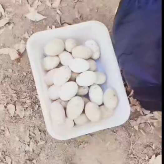  鹅蛋