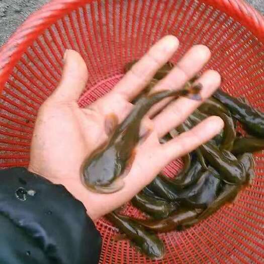  石爬鱼