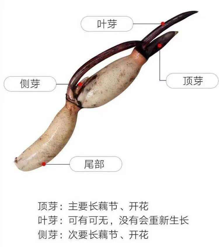 山东淄博高青黄河边的观赏荷花种苗，易存活，好管理，出花率高
