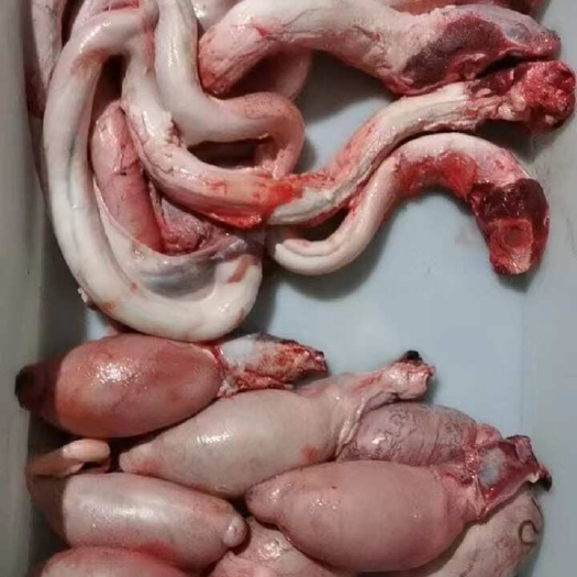 新鲜牛鞭宝