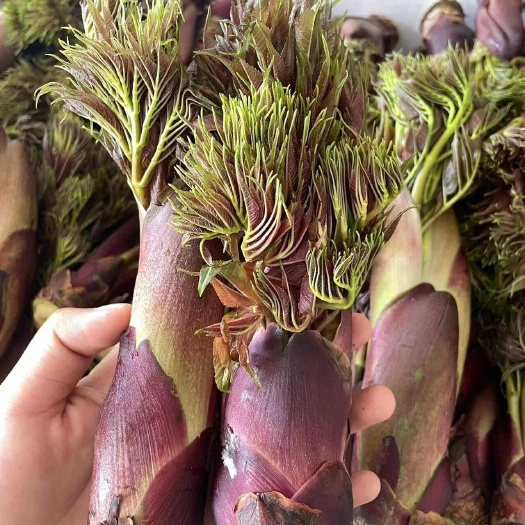 文山市大量批发云南文山刺头菜嫩芽