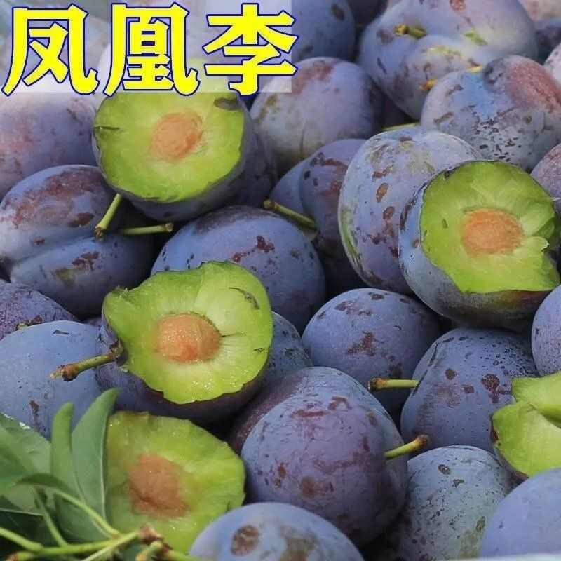 【一件代發(fā)】五月脆李苗/河南五月脆李子樹苗產(chǎn)地源頭現(xiàn)挖現(xiàn)發(fā)