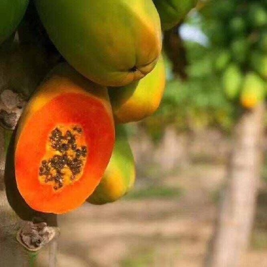 红心牛奶木瓜 甜蜜滑嫩 收到放黄食用 红颜木瓜