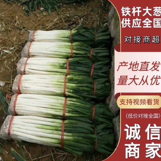 莒县山东铁杆大葱40公分以上，价格便宜，全国发货对接电商市场超市