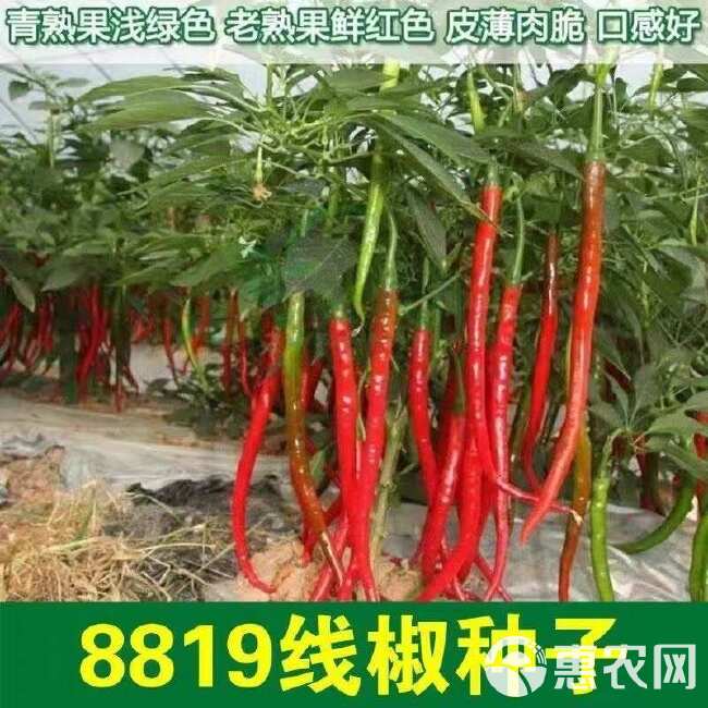 8819线椒种子香辣超辣干辣椒皱皮红辣椒线椒农家大田蔬菜