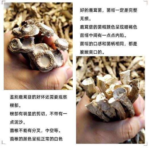 广昌县新日期鹿茸菇干品批发零售