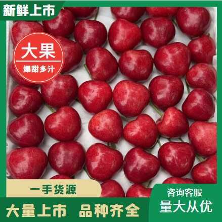 陕西万亩樱桃大量上市品种有红灯，美枣，布鲁克斯，沙米托，俄8